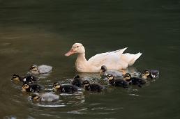 The kids love to feed the ducks