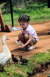 Enota's ducks are very friendly and always looking to be fed