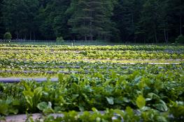 Enota garden is a working demonstration model for bio-dynamic farming