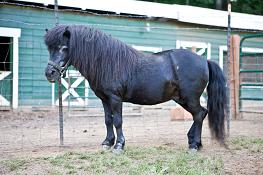 Children love to ride Enota's pony Max