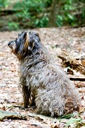 "Spirit" - Enota's camp dog and hiking guide